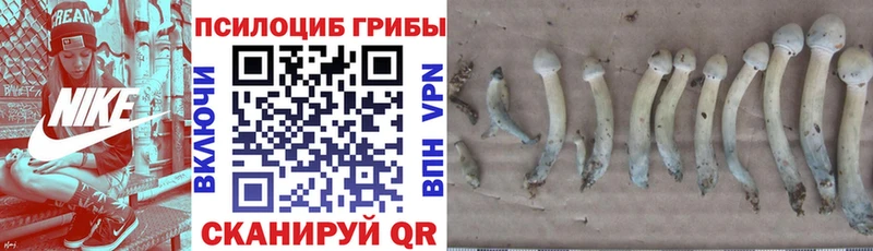 Псилоцибиновые грибы GOLDEN TEACHER  MEGA ONION  darknet наркотические препараты  Сибай 
